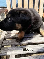 Electra , a female German Shepherd Dog for sale in Mansfield, OH – 2 of 2