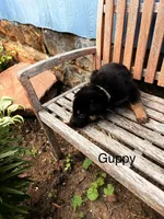 Guppy, a female German Shepherd Dog for sale in Mansfield, OH – 2 of 2