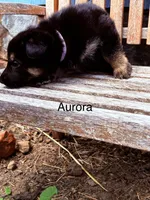 Aurora , a female German Shepherd Dog for sale in Mansfield, OH – 2 of 2