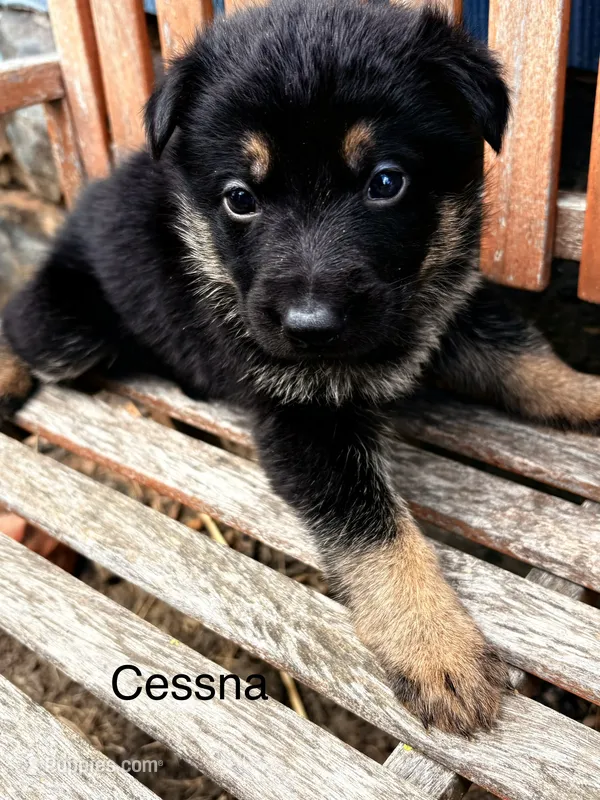 Cessna  – German Shepherd Dog puppy for sale in Mansfield, OH