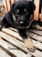 Cessna , a female German Shepherd Dog for sale in Mansfield, OH – 1 of 2