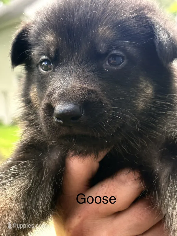 Goose – German Shepherd Dog puppy for sale in Mansfield, OH