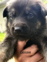 Goose, a male German Shepherd Dog for sale in Mansfield, OH – 1 of 2