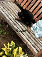 Goose, a male German Shepherd Dog for sale in Mansfield, OH – 2 of 2