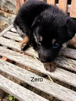 Zero, a female German Shepherd Dog for sale in Mansfield, OH – 2 of 2