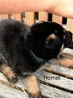 Hornet, a male German Shepherd Dog for sale in Mansfield, OH – 2 of 2