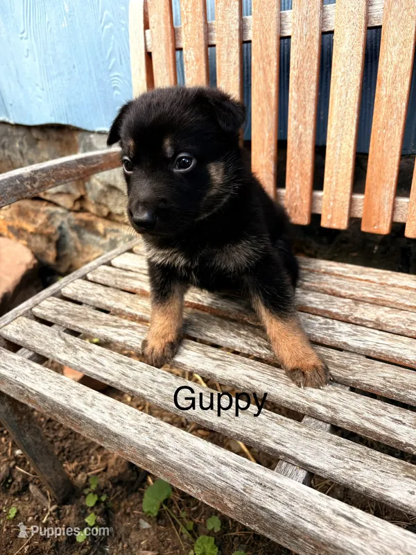 Guppy – German Shepherd Dog puppy for sale in Mansfield, OH