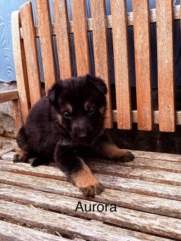 Aurora  – German Shepherd Dog puppy for sale in Mansfield, OH