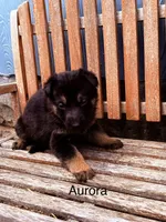 Aurora , a female German Shepherd Dog for sale in Mansfield, OH – 1 of 2
