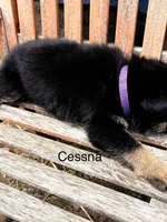 Cessna , a female German Shepherd Dog for sale in Mansfield, OH – 2 of 2