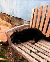 Electra , a female German Shepherd Dog for sale in Mansfield, OH – 1 of 2