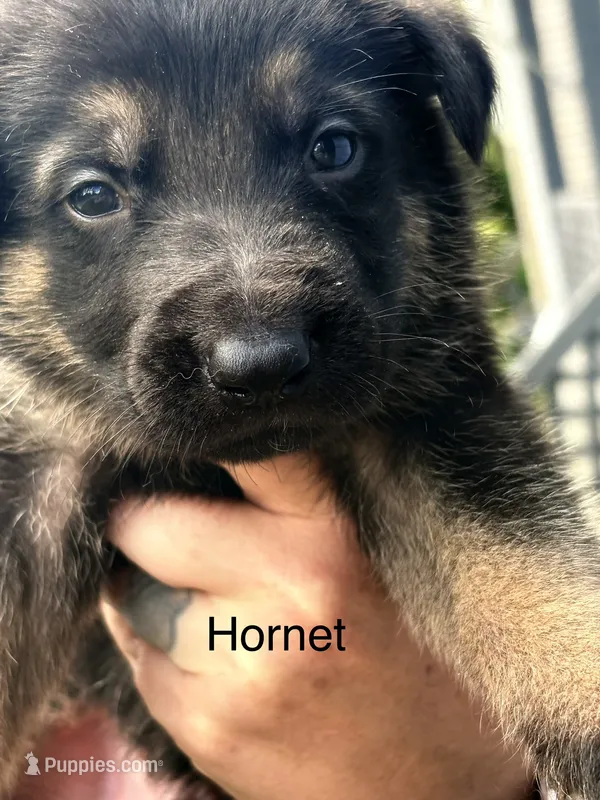 Hornet – German Shepherd Dog puppy for sale in Mansfield, OH