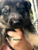 Hornet, a male German Shepherd Dog for sale in Mansfield, OH – 1 of 2