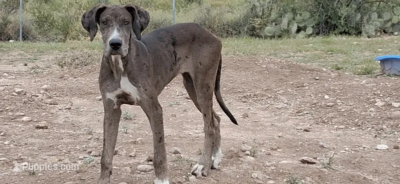 Daphne  – Great Dane puppy for sale in Sierra Vista, AZ