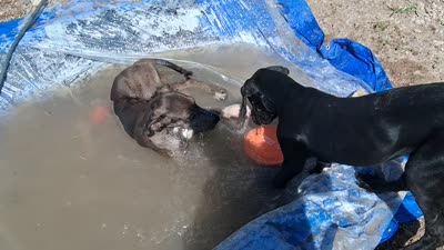 Daphne , a female Great Dane for sale in Sierra Vista, AZ – 7 of 8