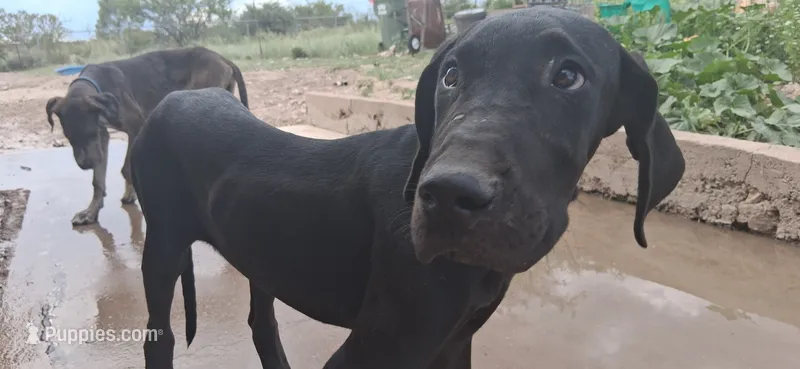 Athena  – Great Dane puppy for sale in Sierra Vista, AZ