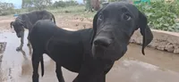 Athena , a female Great Dane for sale in Sierra Vista, AZ – 1 of 10