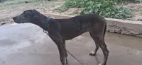 Daphne , a female Great Dane for sale in Sierra Vista, AZ – 2 of 6
