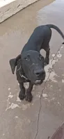 Athena , a female Great Dane for sale in Sierra Vista, AZ – 8 of 10