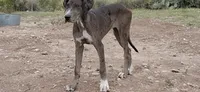 Daphne , a female Great Dane for sale in Sierra Vista, AZ – 5 of 8