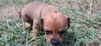 Wienerschnitzel boy, a male Dachshund for sale in Sierra Vista, AZ – 3 of 10