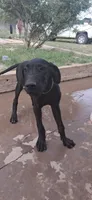 Athena , a female Great Dane for sale in Sierra Vista, AZ – 3 of 10