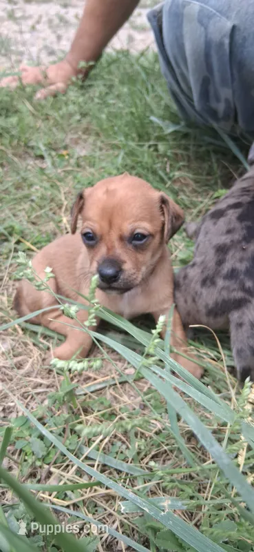 Wienerschnitzel boy – Dachshund puppy for sale in Sierra Vista, AZ