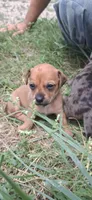 Wienerschnitzel boy, a male Dachshund for sale in Sierra Vista, AZ – 1 of 10