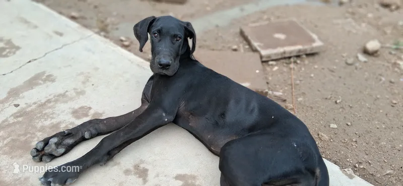 Athena  – Great Dane puppy for sale in Sierra Vista, AZ