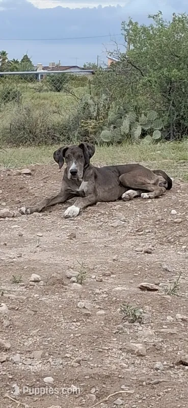 Daphne  – Great Dane puppy for sale in Sierra Vista, AZ