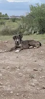 Daphne , a female Great Dane for sale in Sierra Vista, AZ – 4 of 8