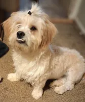 Wienerschnitzel boy 3, a male Dachshund and Shih Tzu for sale in Sierra Vista, AZ – 5 of 6
