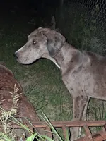 Daphne , a female Great Dane for sale in Sierra Vista, AZ – 6 of 6