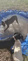 Daphne , a female Great Dane for sale in Sierra Vista, AZ – 2 of 8