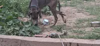 Daphne , a female Great Dane for sale in Sierra Vista, AZ – 3 of 6