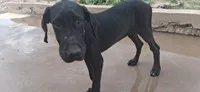 Athena , a female Great Dane for sale in Sierra Vista, AZ – 10 of 10