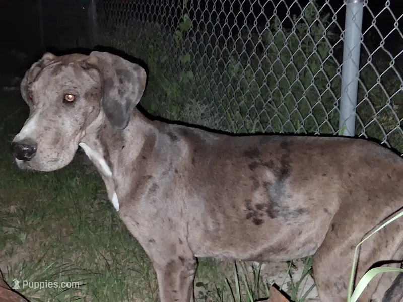 Daphne  – Great Dane puppy for sale in Sierra Vista, AZ