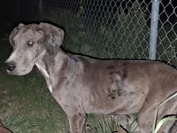 Daphne , a female Great Dane for sale in Sierra Vista, AZ – 1 of 6