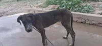 Daphne , a female Great Dane for sale in Sierra Vista, AZ – 4 of 6