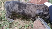 Wienerschnitzel boy 2, a male Dachshund and Shih Tzu for sale in Sierra Vista, AZ – 2 of 10