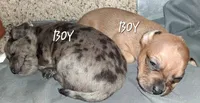 Wienerschnitzel boy 2, a male Dachshund and Shih Tzu for sale in Sierra Vista, AZ – 8 of 10