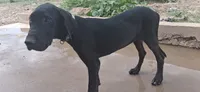 Athena , a female Great Dane for sale in Sierra Vista, AZ – 4 of 10
