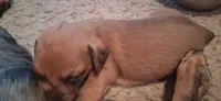 Wienerschnitzel boy, a male Dachshund for sale in Sierra Vista, AZ – 8 of 10