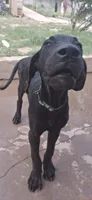 Athena , a female Great Dane for sale in Sierra Vista, AZ – 7 of 10