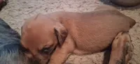 Wienerschnitzel boy, a male Dachshund for sale in Sierra Vista, AZ – 6 of 10