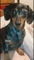 Wienerschnitzel boy 3, a male Dachshund and Shih Tzu for sale in Sierra Vista, AZ – 6 of 6