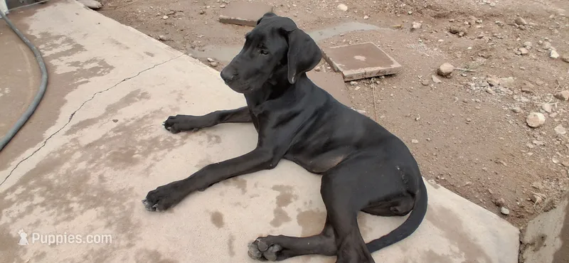 Athena  – Great Dane puppy for sale in Sierra Vista, AZ