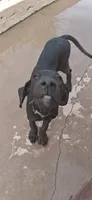 Athena , a female Great Dane for sale in Sierra Vista, AZ – 6 of 10