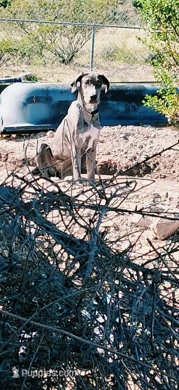 Daphne  – Great Dane puppy for sale in Sierra Vista, AZ
