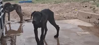 Athena , a female Great Dane for sale in Sierra Vista, AZ – 5 of 10